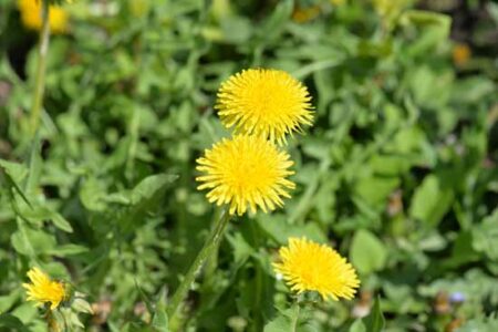 Dandelion Kraut Recipe